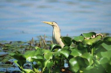Küçük Bittern (Ixobrychus minute) Asi Nehri 'ndeki su sümbülleri arasında. Kuşa odaklan..