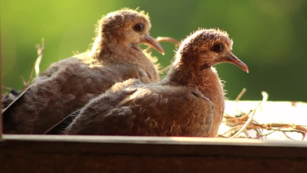 两只笑着的鸽子 Spilopelia Senegalensis 幼崽在窗边的鸟巢里等待着它们的母亲喂食 — 图库视频影像