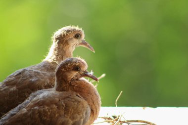 İki gülen güvercin (Spilopelia senegalensis) yuvada yuvada anneleri tarafından beslenmeyi bekliyor..