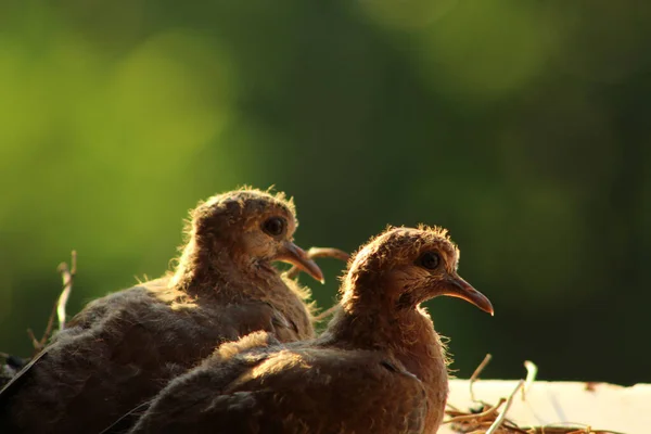 stock image Two laughing dove (Spilopelia senegalensis) cub in nest in window wait feeding by their mother.