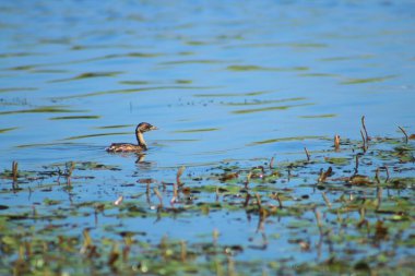 Mavi suda yüzen tek küçük yunus (taşibaptus ruficollis) kuşu.