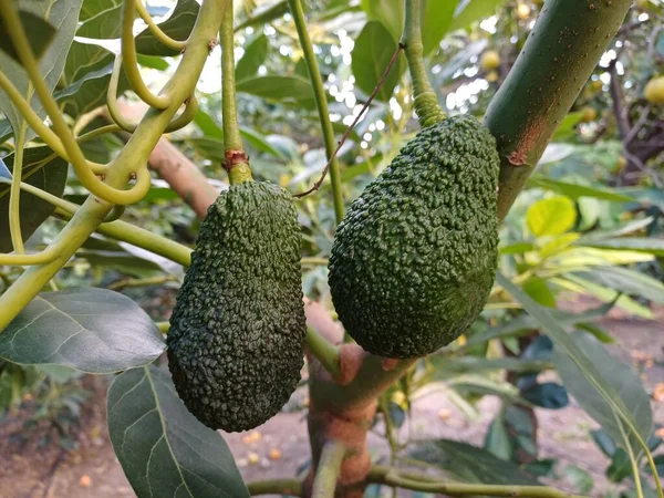 Ripe avocado fruits on the branches.
