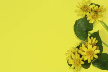 Sarı arka planda yeşil yapraklı daha az selandin (Ranunculus ficaria) çiçekleri. Metin için boşluk, üst görünüm.