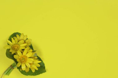 Sarı arka planda yeşil yapraklı daha az selandin (Ranunculus ficaria) çiçekleri. Metin için boşluk, üst görünüm.