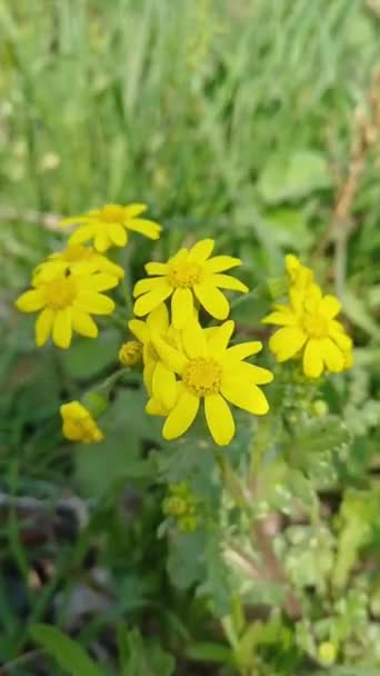Κίτρινο Λουλούδι Στη Φύση Χώρο Για Κείμενο Καλοκαίρι Άνοιξη Ιδέα — Αρχείο Βίντεο