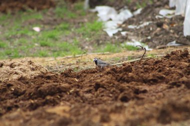 Beyaz kuyruklu (Motacilla alba) köydeki gübrelerin arasında dolaşıyordu.. 