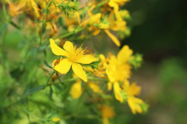 Doğada çiçek açan Aziz John otları (Hypericum perforatum) bitkisi.