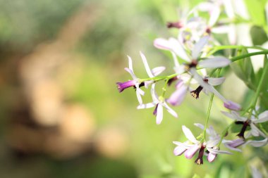 Tespih ağacı, Melia azedarach (ya da Chinaberry), bahar-yaz döneminde çiçek açan açık mor ya da leylak yapraklı küçük ve güzel kokulu çiçeklerdir..