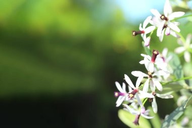 Tespih ağacı, Melia azedarach (ya da Chinaberry), bahar-yaz döneminde çiçek açan açık mor ya da leylak yapraklı küçük ve güzel kokulu çiçeklerdir. Metin için boşluk.