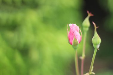 Bahçede pembe gül tomurcuğu. Metin için yeri olan pembe gül çiçeğine seçmeli odaklan.