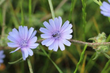 Blossom yaygın hindiba (Cichorium intybus) bitkisi doğada kara böcek ile birlikte bulunur. Mor çiçeğe odaklan. 