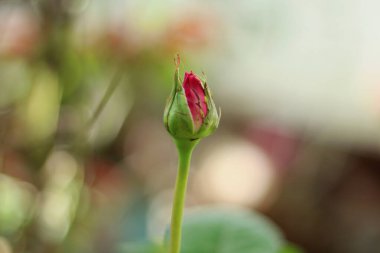 Bahçede pembe gül tomurcuğu. Metin için yeri olan pembe gül çiçeğine seçmeli odaklan.