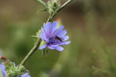 Doğada çiçek açan mor çiçek. Yaygın bir hindiba (Cichorium intybus) çiçeğindeki Eupeodes arısının ayrıntıları.