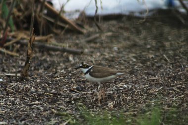 Doğal ortamında küçük halkalı karabatak kuşu. Küçük halkalı pulluğun portresi, yerde duran kuş..