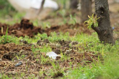 Çalılıklarda kamufle edilmiş sıradan chiffchaff (Phylloscopus collybita) kuşu.