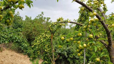 Meyve bahçesindeki ağaç dalında olgunlaşmış sarı erik. Kapat.. 