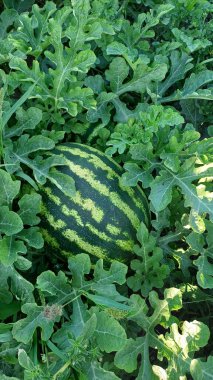 Bahçede yerde karpuz yetişiyor..