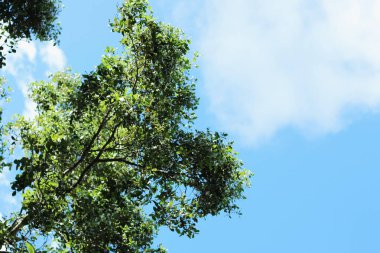 Aşağıdan meşe dalı, arka planda mavi gökyüzü.