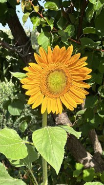 Bahçede çiçek açan ayçiçeği.