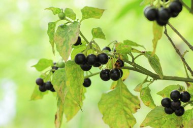Siyah itüzümü (Solanum nigrum) zehirli ottur. Top şeklinde meyveler, yemyeşil ırklarda olgunlaşır. Siyah itüzümü. Çilek ve geniş yapraklar..