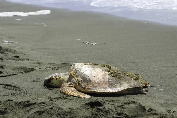 stock image Tired and sick loggerhead turtle (caretta caretta), washed up on the beach.