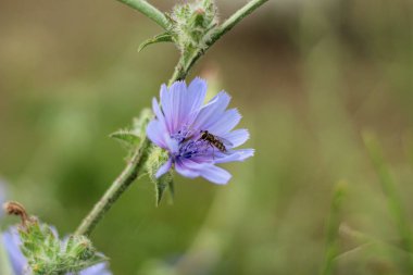 Doğada çiçek açan mor çiçek. Yaygın bir hindiba (Cichorium intybus) çiçeğindeki Eupeodes arısının ayrıntıları.