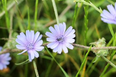 Blossom yaygın hindiba (Cichorium intybus) bitkisi doğada kara böcek ile birlikte bulunur. Mor çiçeğe odaklan. 