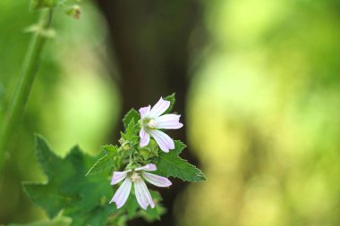 Sıradan çekik gözlü çiçeklere yaklaş. Peynirli kek çiçeği, rehine bitkisi, şekerleme. Seçici odak.