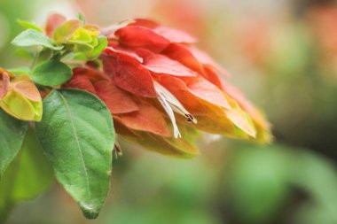 Justicia brandegeeana (shrimp plant) is sprawling, suckering, tropical, evergreen shrub with apple green, ovate leaves and arching spikes of white flowers enclosed in overlapping red to pink bracts. clipart