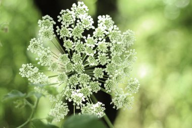 Baharda çiçek açan yaşlı (aegopodyum podagraria). Beyaz çiçeklere odaklan.