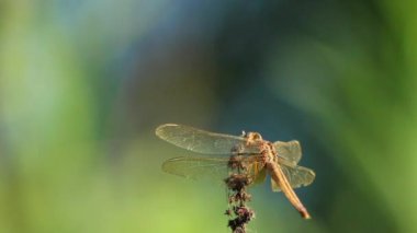 Doğadaki kuru bitki üzerinde yusufçuk. Rüzgarlı bir gün. Seçici odak.