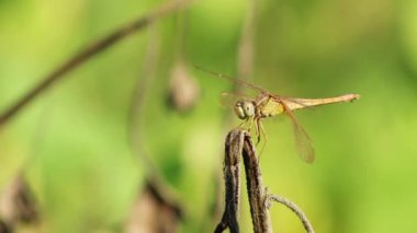 Doğadaki kuru bitki üzerinde yusufçuk. Rüzgarlı bir gün. Seçici odak.