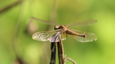 Doğadaki kuru bitki üzerinde yusufçuk. Rüzgarlı bir gün. Seçici odak.
