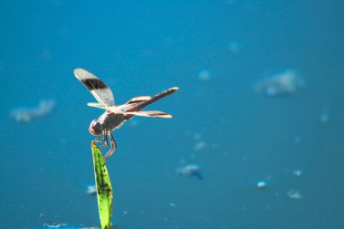 Brachythemis leucosticta. Dragonfly in its natural environment. Dragonfly on green leaf in wetland. clipart