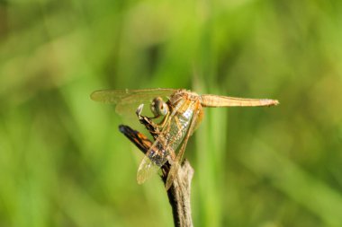 Doğadaki kuru bitki üzerinde yusufçuk. Seçici odak.