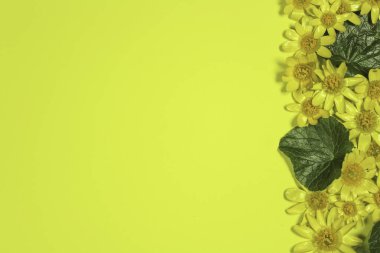 Sarı arka planda yeşil yapraklı daha az selandin (Ranunculus ficaria) çiçekleri. Metin için boşluk, üst görünüm.