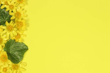 Sarı arka planda yeşil yapraklı daha az selandin (Ranunculus ficaria) çiçekleri. Metin için boşluk, üst görünüm.