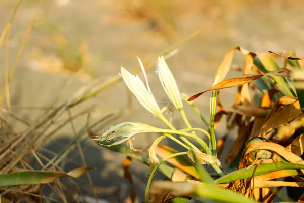 stock image Sand lily or Sea daffodil closeup view. Pancratium maritimum, wild plant blooming, white flower, sandy beach background. Sea pancratium lily. Pancratium maritimum on Mediterranean sea beach nature.