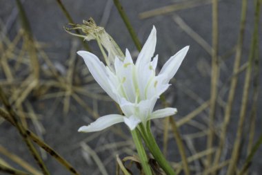 Kum zambağı ya da deniz nergisinin yakın çekim görüntüsü. Pancratium maritimum, çiçek açan yabani bitki, beyaz çiçek, kumlu plaj arka planı. Deniz pancratium zambağı. Pancratium maritimum Akdeniz sahili doğası üzerine.