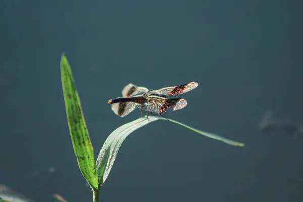 stock image Brachythemis leucosticta. Dragonfly in its natural environment. Dragonfly on green leaf in wetland.