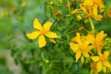 Doğada çiçek açan Aziz John otları (Hypericum perforatum) bitkisi.