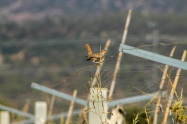 Üzüm bağındaki bir tele tünemiş kuş tüylü çalıkuşu. Cercotrichas galaksileri.