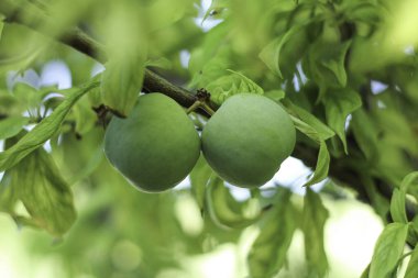 Ağaçta olgunlaşmamış yeşil erikler. Aşağıdan ateş edilmiş..