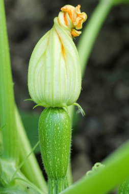 Kabaklar veya kabaklar organik olarak, çiçek ve meyve bol bol yetişerek sürekli yaz sebzeleri temin ederler..