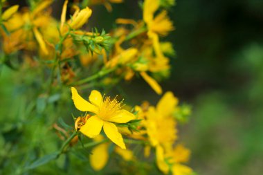 Doğada çiçek açan Aziz John otları (Hypericum perforatum) bitkisi.