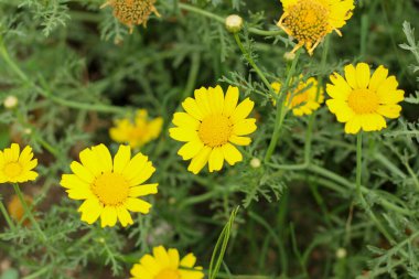 Sarı mısır papatyası (Glebionis segetum) doğada çiçek açar. Kapat..
