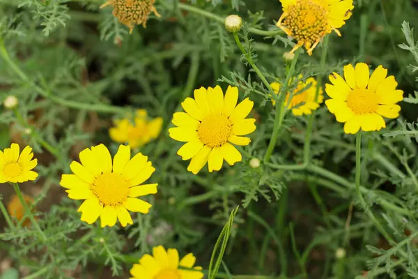 stock image Yellow corn daisy (Glebionis segetum) flower blooms in nature. Close up.