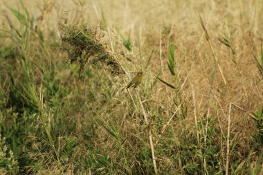 European greenfinch (Chloris chloris) on a small twig in natural habitat. Sunny day. clipart