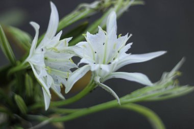 Kum zambağı ya da deniz nergisinin yakın çekim görüntüsü. Pancratium maritimum, çiçek açan yabani bitki, beyaz çiçek, kumlu plaj arka planı. Deniz pancratium zambağı. Pancratium maritimum Akdeniz sahili doğası üzerine.
