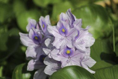 Nehirde çiçek açan su sümbülleri (Eichhornia crassipes). Kapat..